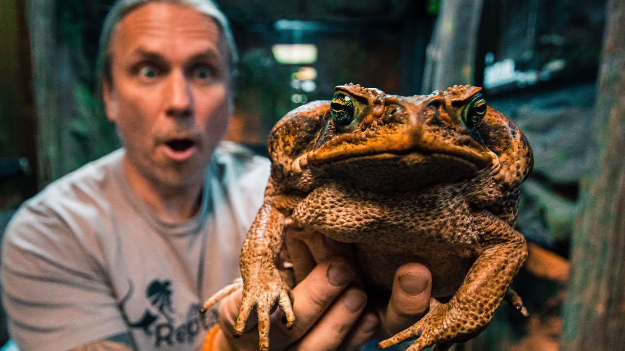 THIS TOAD IS A KILLER!! SERIOUSLY A KILLER!! | BRIAN BARCZYK