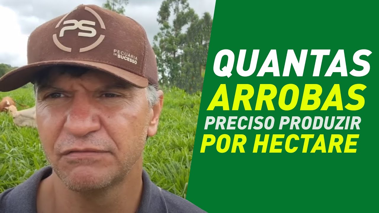 Quantas arrobas preciso produzir por hectare?