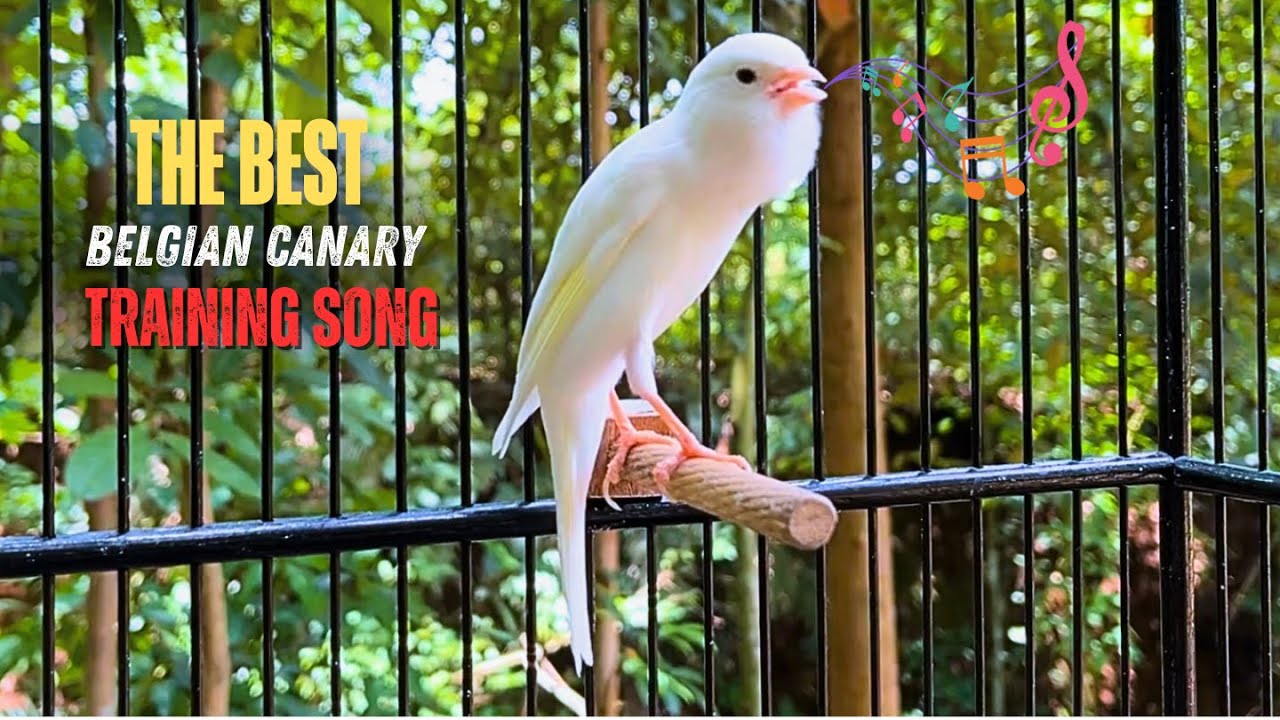The Beautiful Canary Singing Makes Your Canary Sing Quickly‼️Belgian Canary🐦