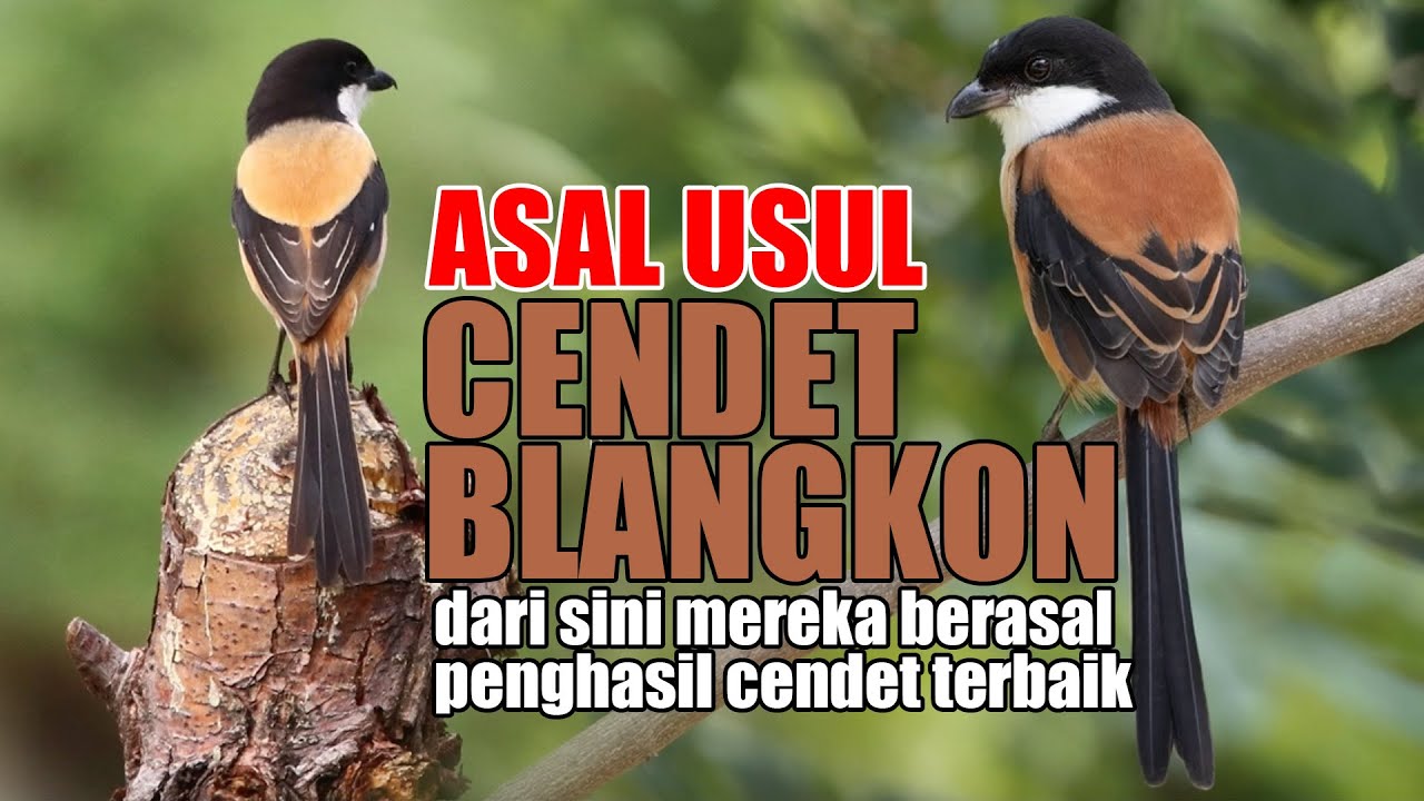 ASAL USUL BURUNG CENDET BLANGKON DI INDONESIA - CENDET PREDATOR PALING GACOR & PALING BANYAK DICARI