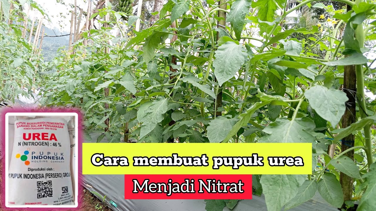 Cara membuat pupuk urea menjadi amonium nitrat