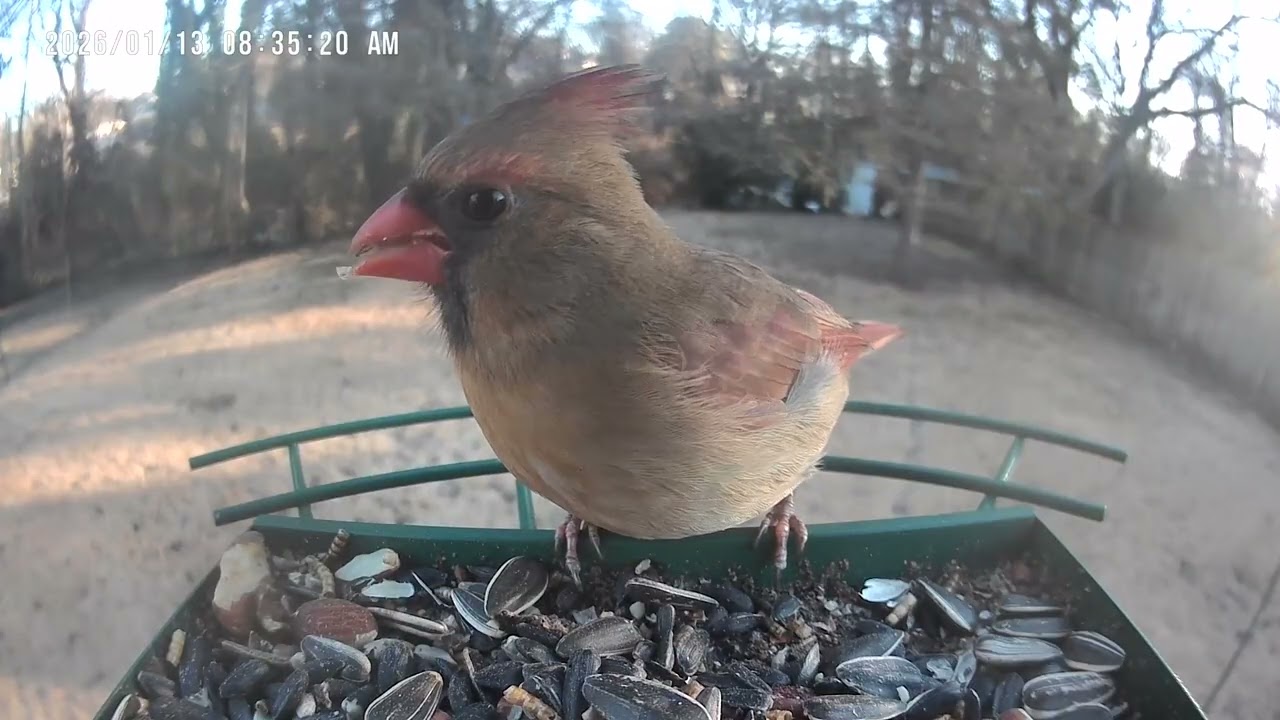 Birds are Happy the Feeder is Full