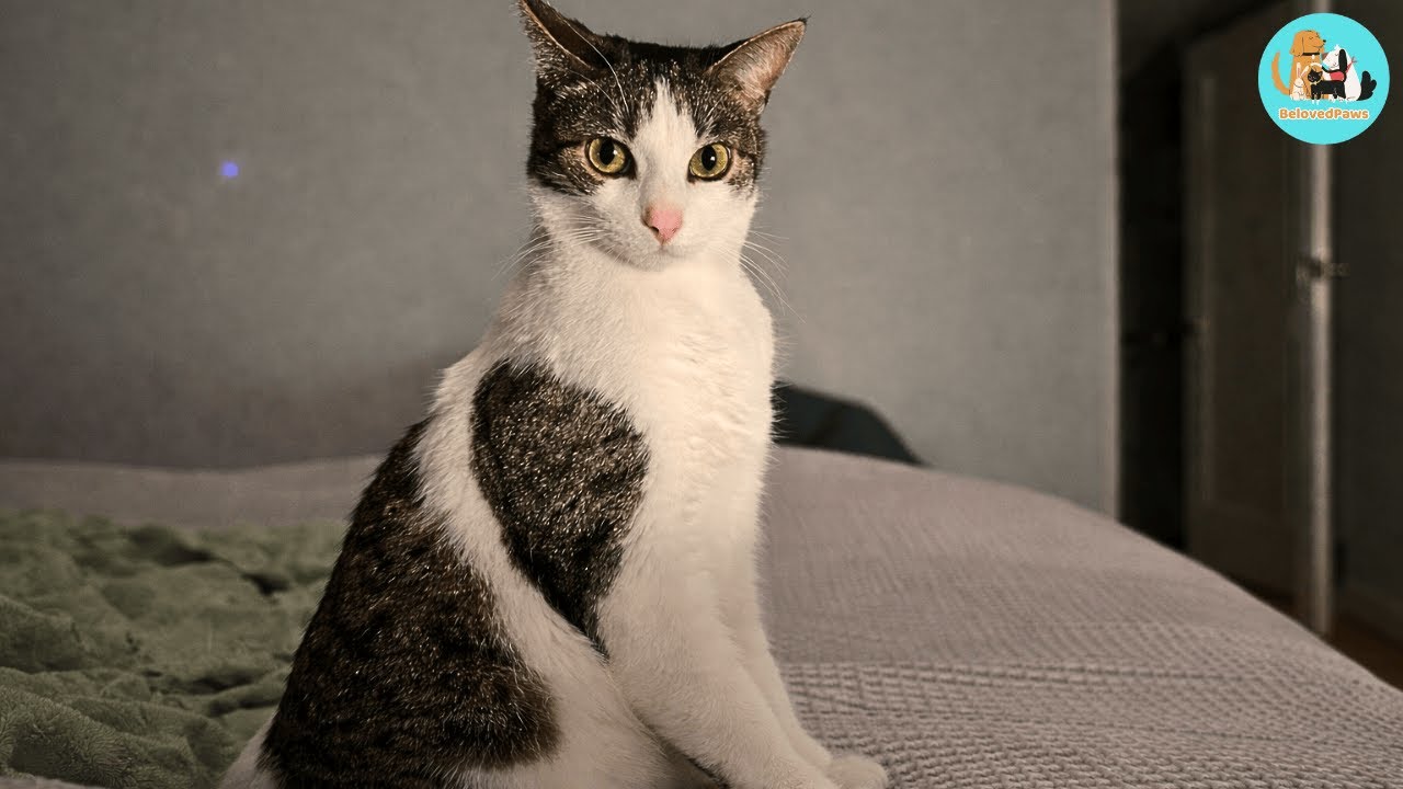 This Cat Walks Like a Queen and Talks Like She Owns the House