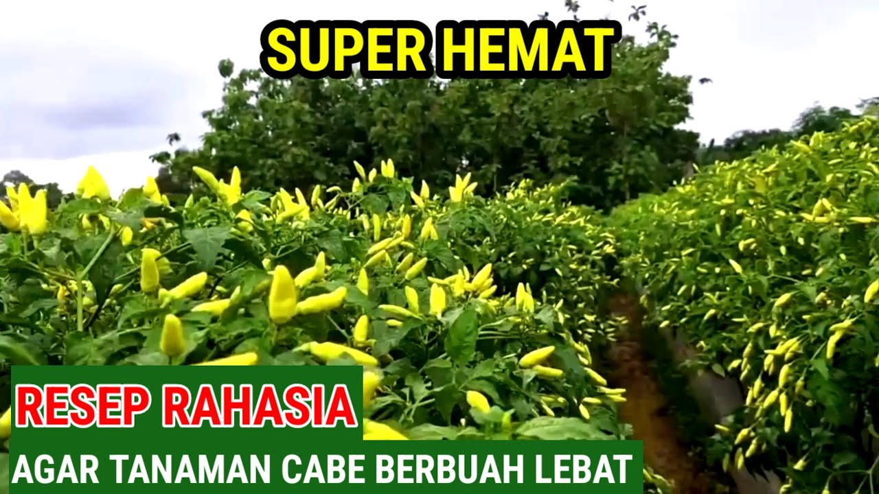 RESEP RAHASIA.!! SUPAYA CABE BERBUAH LEBAT !!  CUKUP DENGAN CARA INI SAJA ?