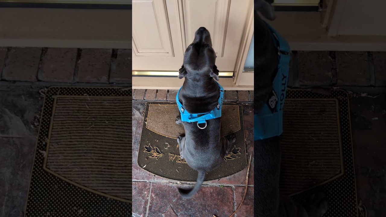 Holly's Grandparents back from holiday! Think she was excited? 😂 #bluestaffy #dog #englishstaffy