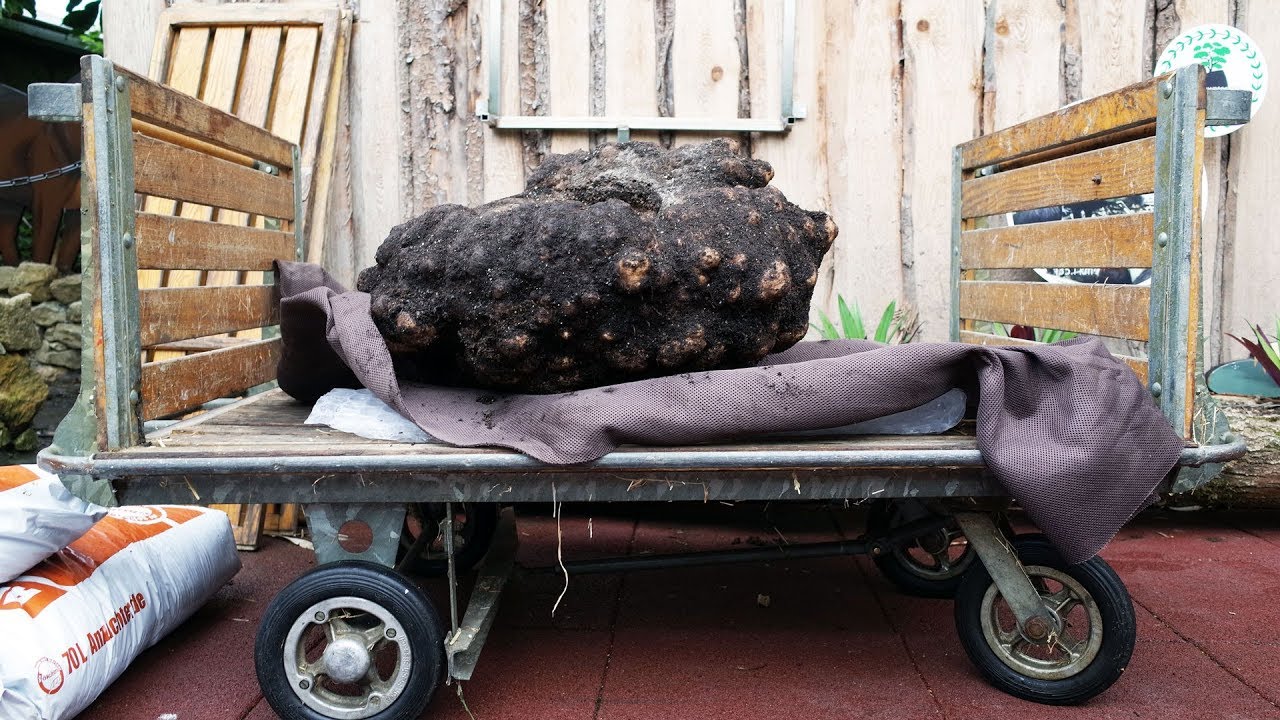 Titanwurz - Eine Blumenknolle mit 46kg