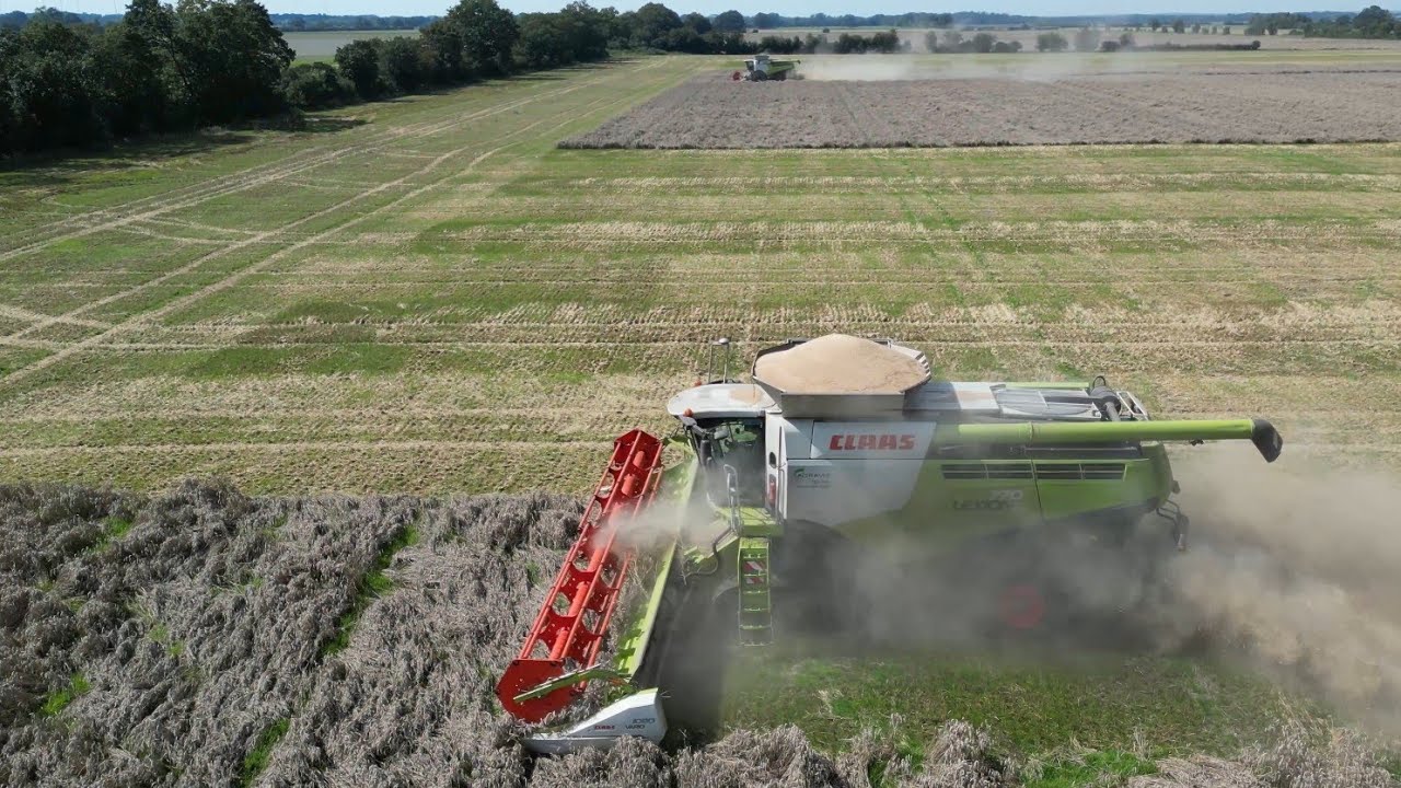 CLAAS LEXION 770TT & LEXION 8700TT am Winterweizen dreschen / Abfahrer JOHN DEERE & FENDT / 4K