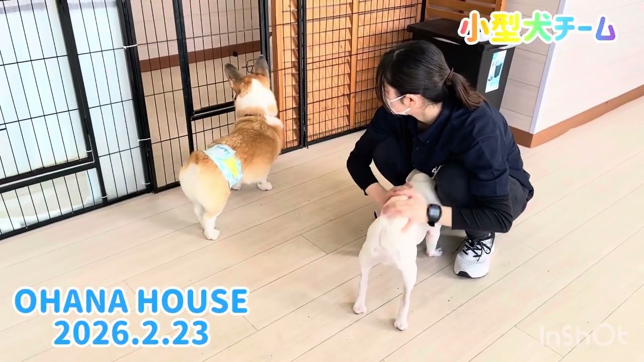 広場あそび（小型犬チーム）