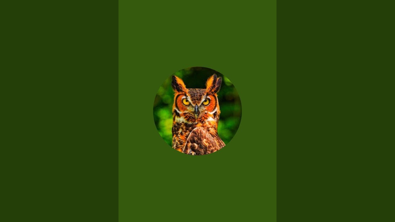 Vlogs of Mysterious Owl is live!