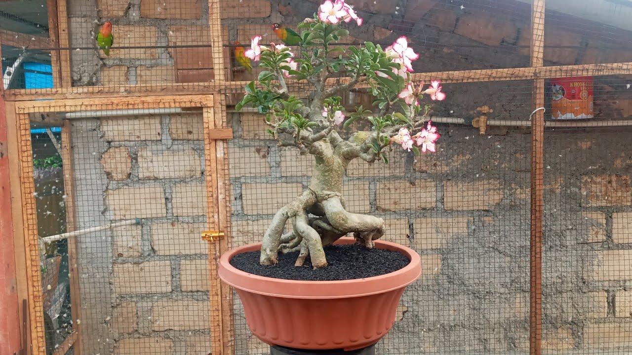adenium my country