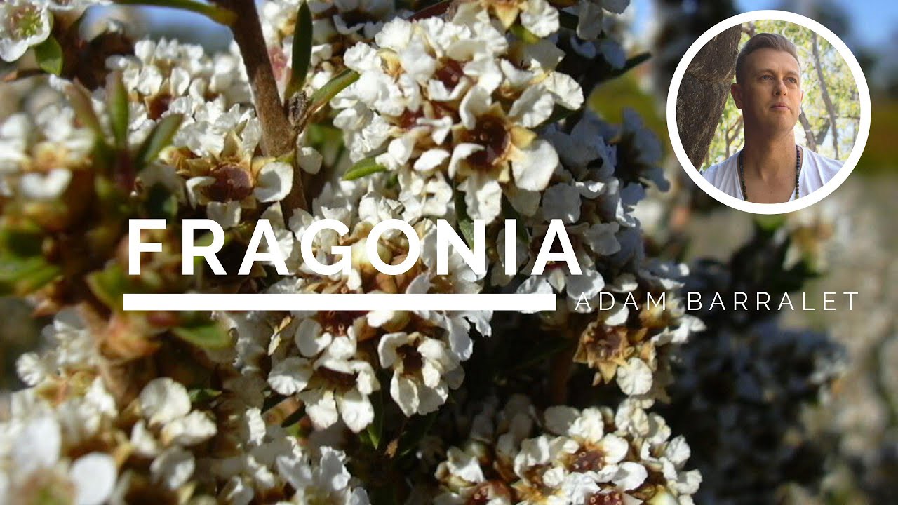Fragonia - The Oil of Hope
