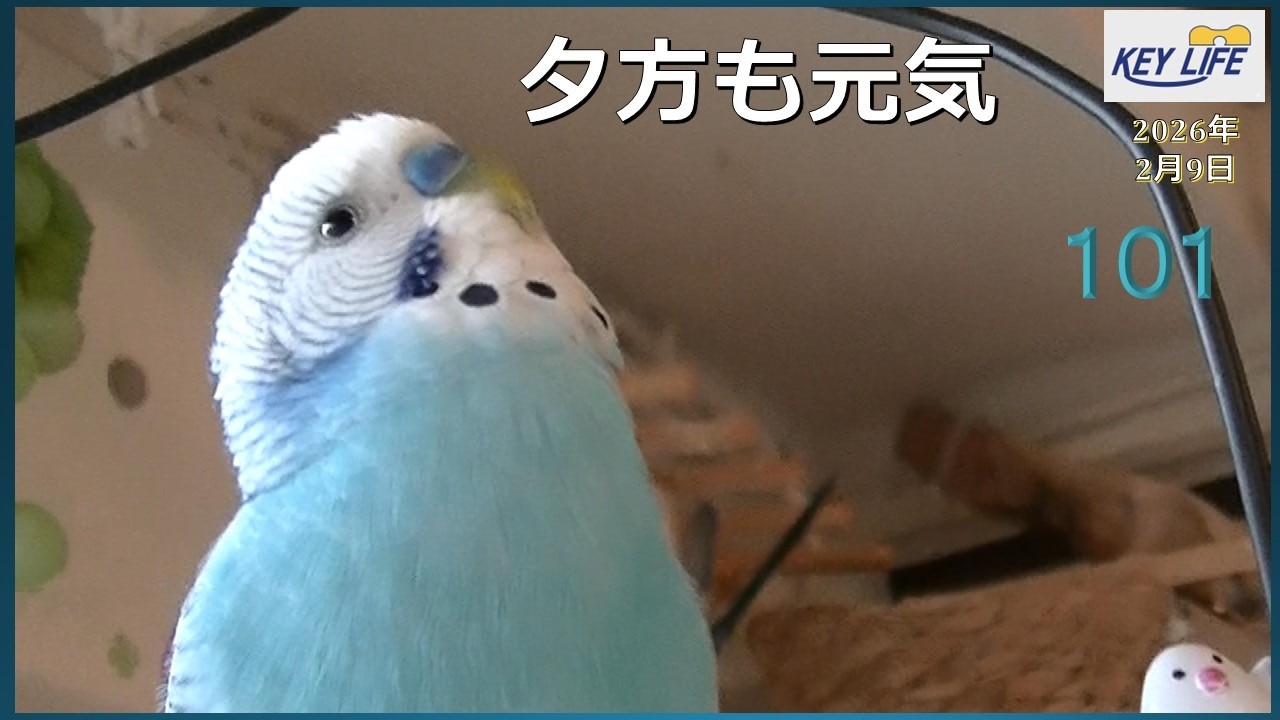 セキセイインコとの暮らし（１０１）冬の夕方