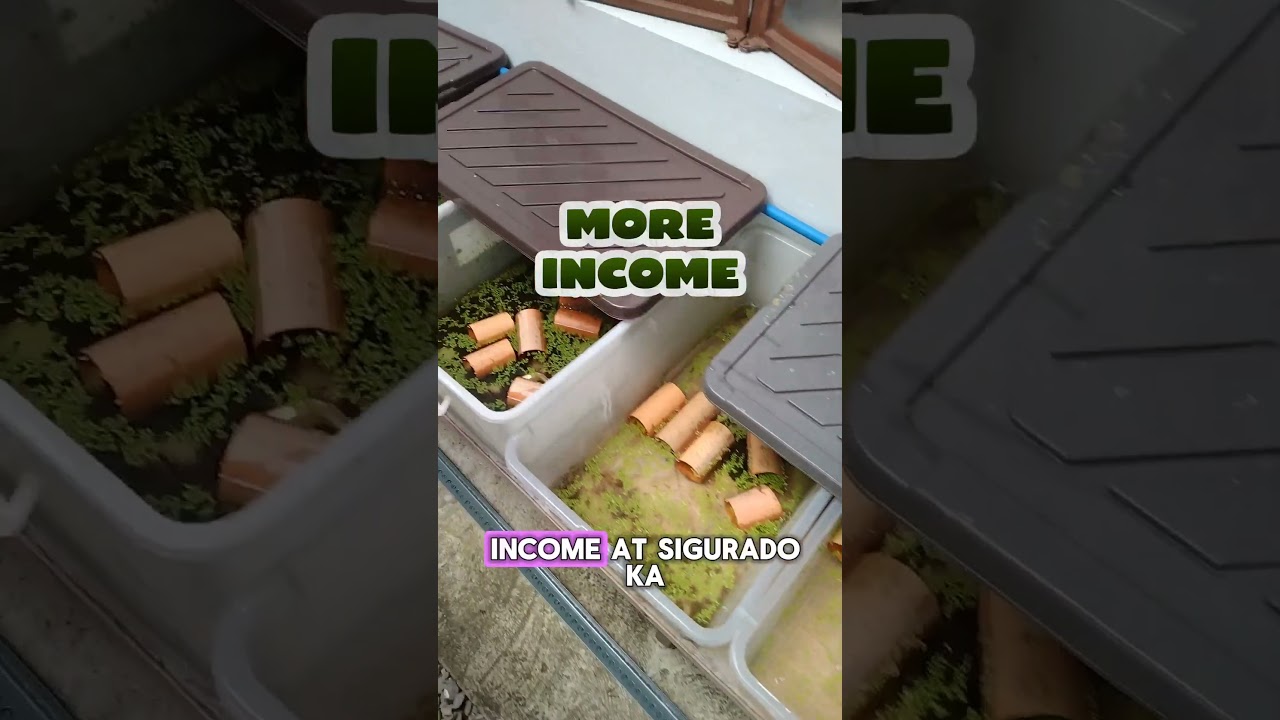 Backyard Crayfish Farming: Small Space, Big Profits! 💯