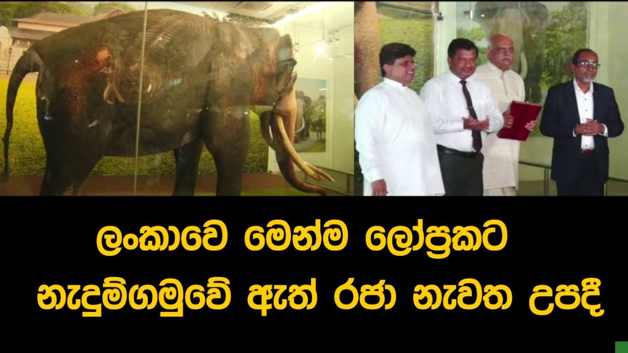 ලංකාවෙ මෙන්ම ලෝප්‍රකට නැදුම්ගමුවේ ඇත් රජා නැවත උපදී