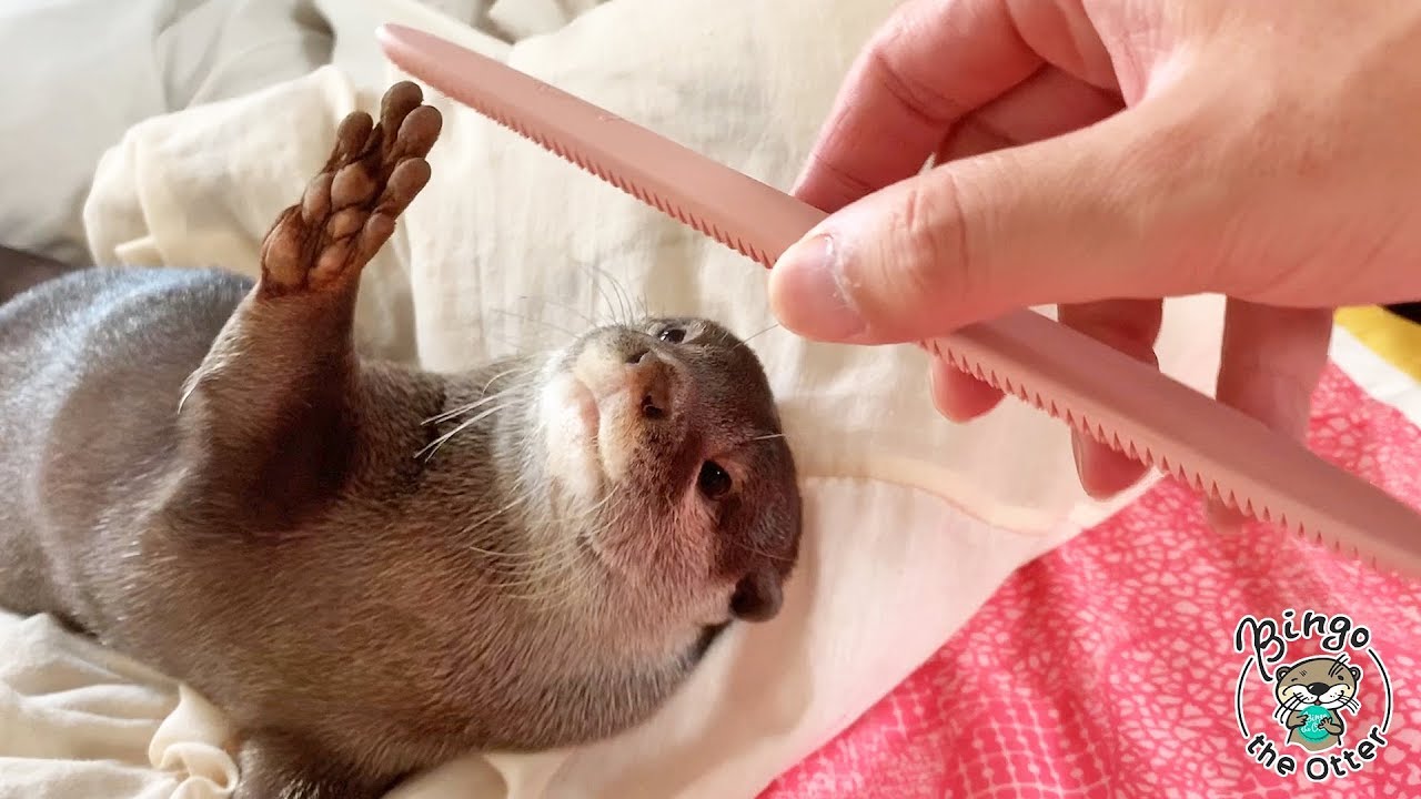 不思議ブラシ「ねこじゃすり」でカワウソのビンゴをやすってみた！Otter Bingo very satisfied with cat groomer