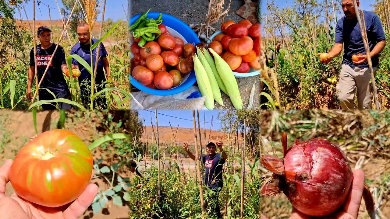 أحسن منتجات في دوار إموروثين خضروات طبيعية فيديو رائع شاهدوا معنا. 🌽 🍅 🍉