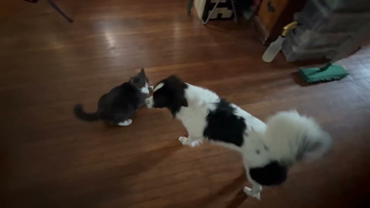Lulu vs Elizabeth 