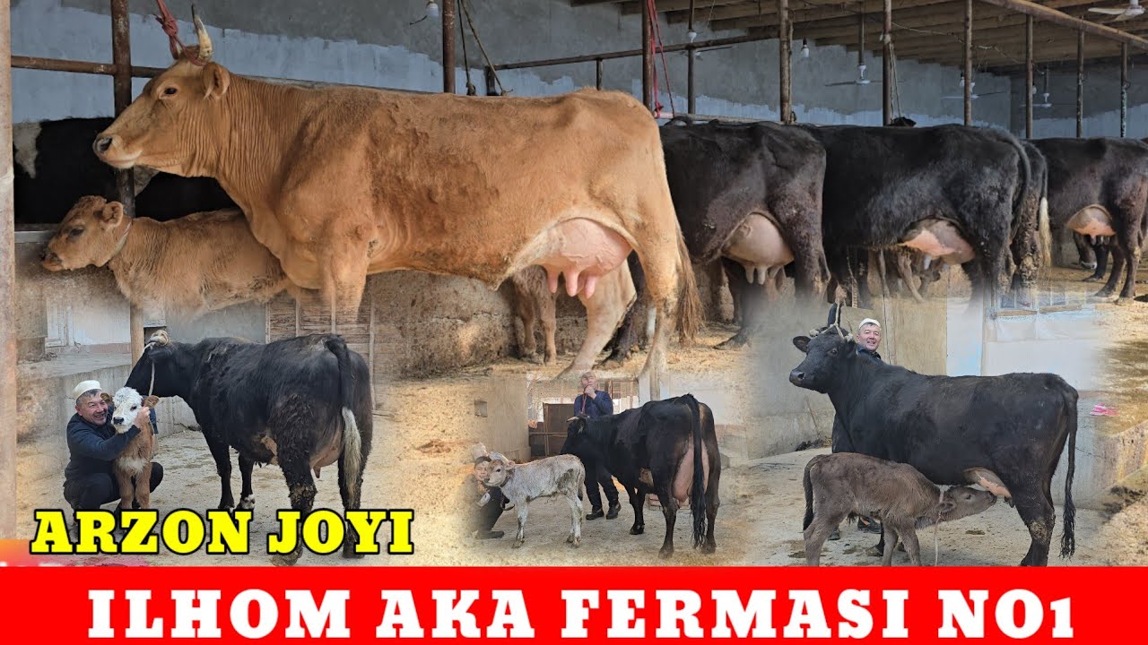 ILHOM AKA FERMASI 8 Mln ARZONIGA SHVES VA RASISYKI SIGIRLARNI ENG ZO'RLARI SOTILADI 