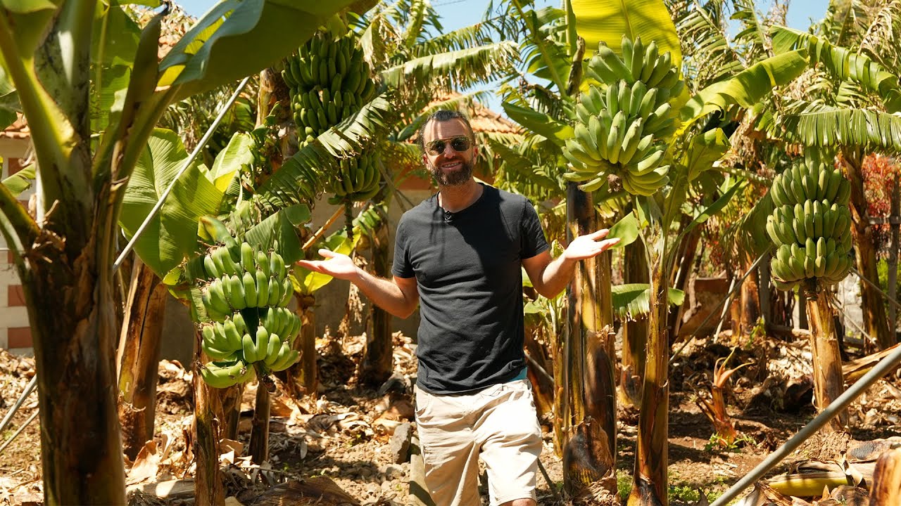 The BANANAS of MADEIRA - Culture and History