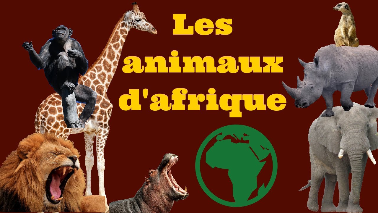 Découvrir les animaux d'Afrique🐘🦍🦒🦏