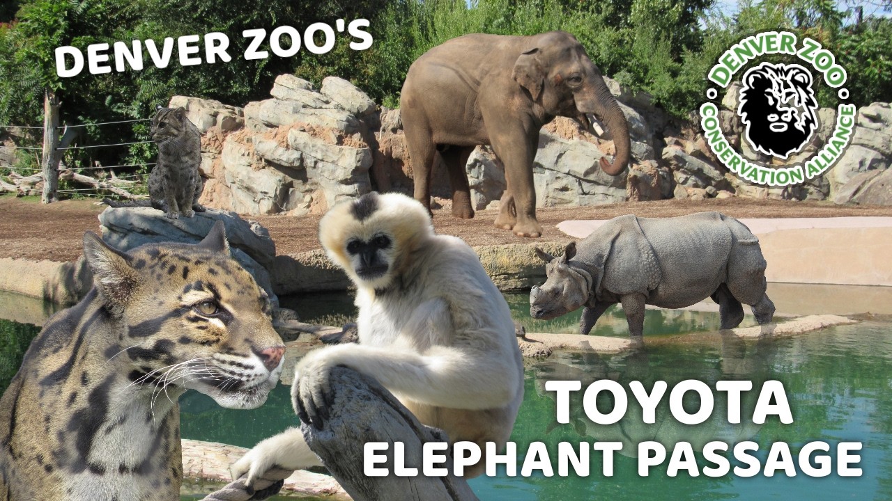 Toyota Elephant Passage at the Denver Zoo (2012) | Exhibit Tours Ep. 65