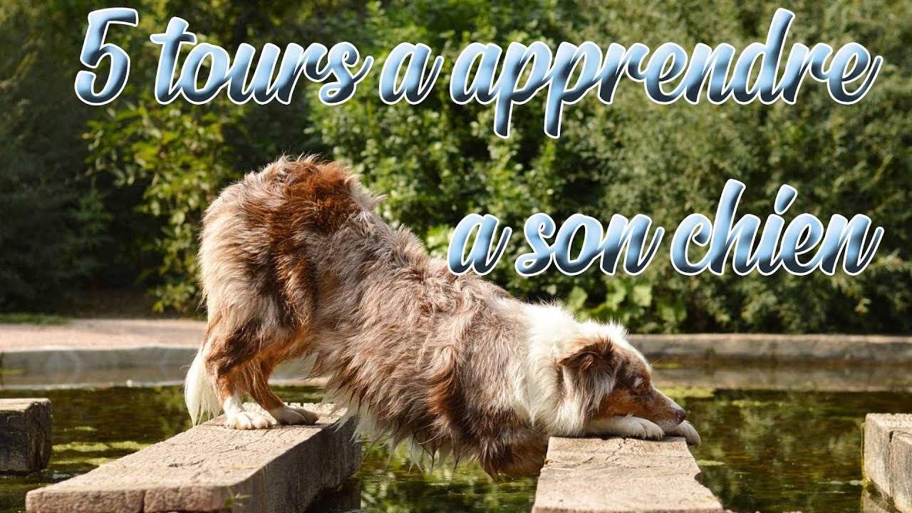 5 tours à apprendre à son chien
