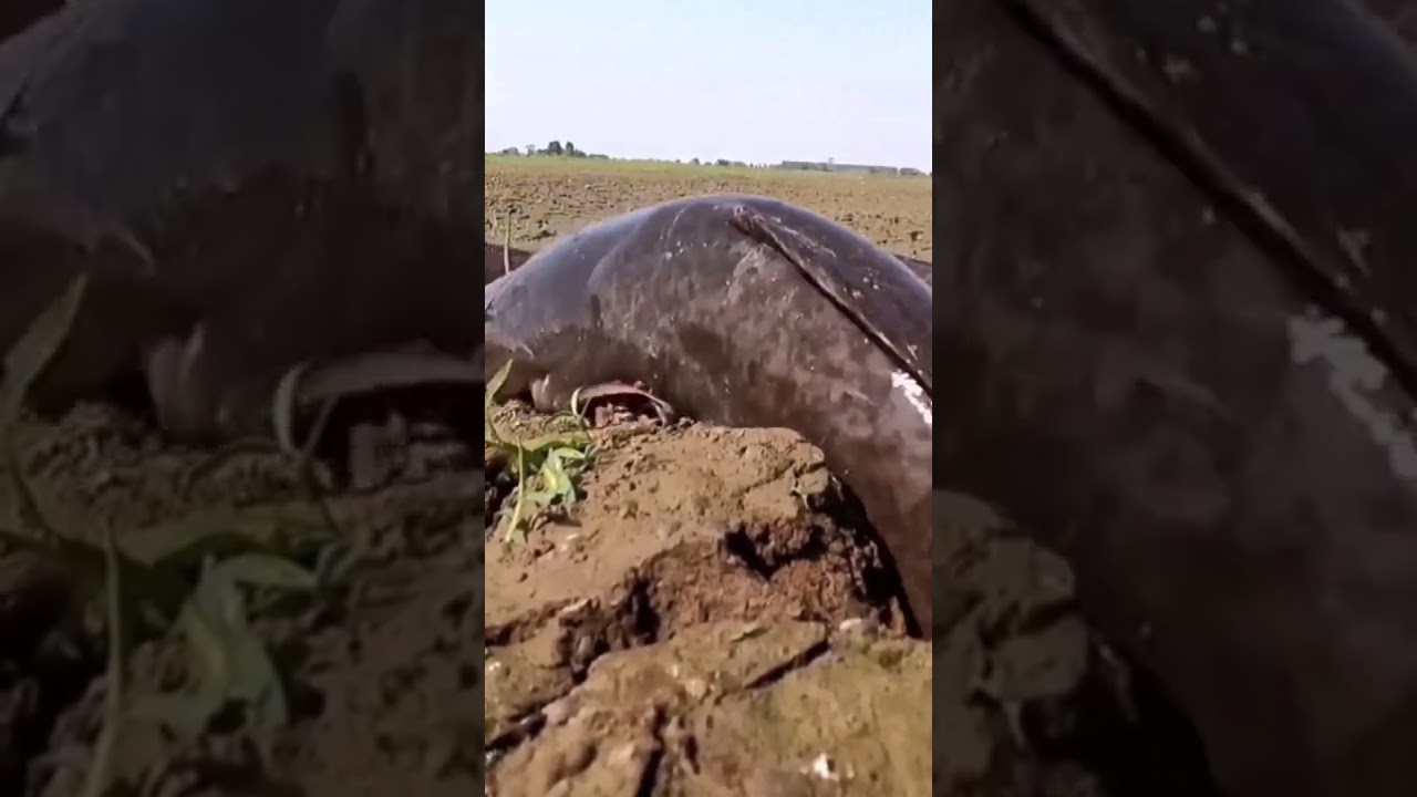 Catfish catching || মাগুর মাছ || 