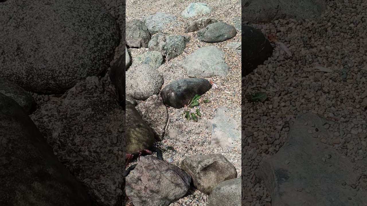 Колхидский уж в Роза Хутор #колхидскийуж #розахутор #жизньматематика