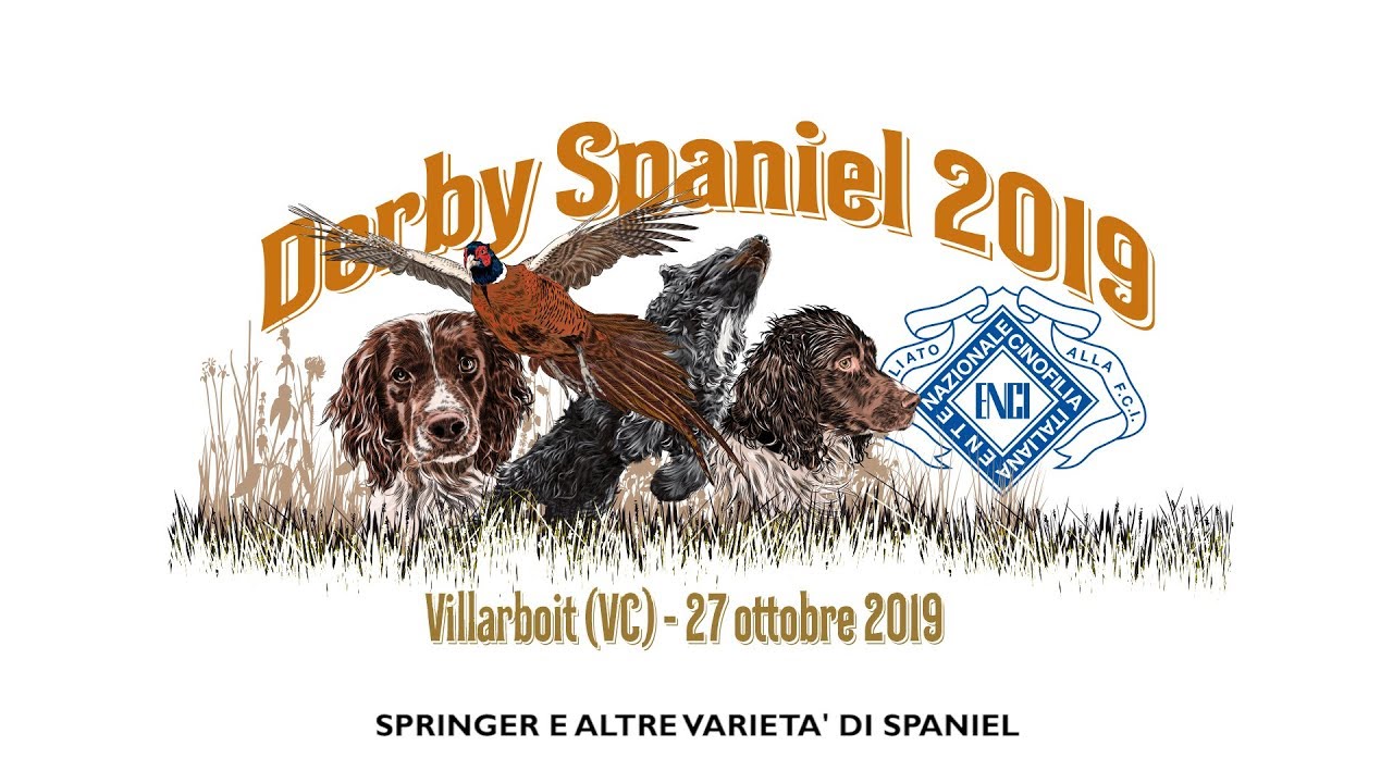 DERBY SPANIEL 2019 - SPRINGER E ALTRE VARIETA' SPANIEL