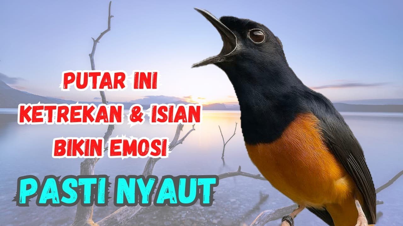 MALAM & PAGI KETREKAN murai batu gacor AMPUH untuk PANCINGAN MURAI BATU AGAR CEPAT BUNYI NYAUT