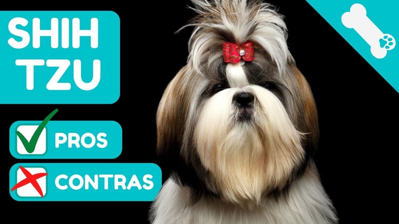 🐶 VENTAJAS Y DESVENTAJAS de tener un SHIH TZU ✅ PROS Y ❌ CONTRAS [ RAZA de perros SHIH TZU ]