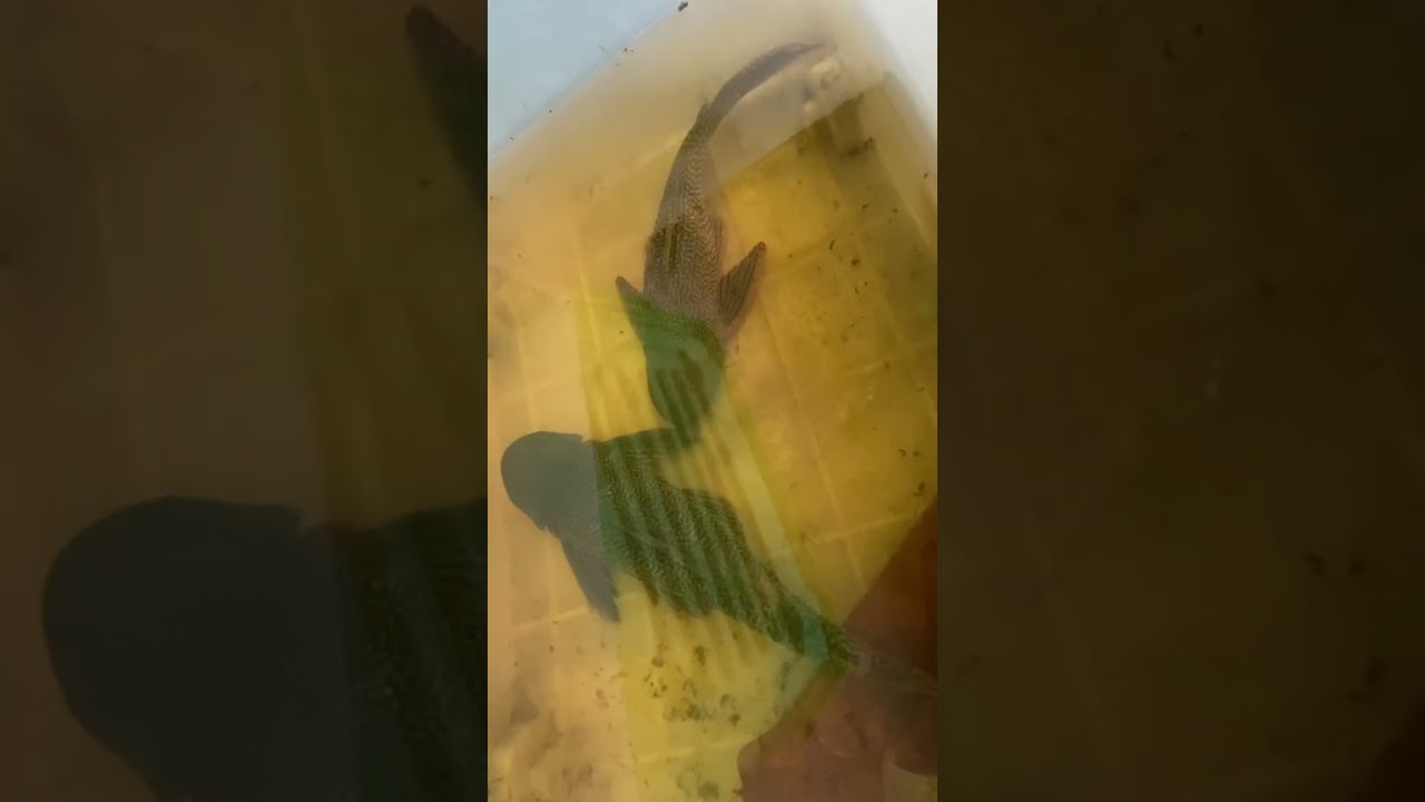 Can you believe how big this janitor fish is? #janitorfish #pondfishing #aquaticcreatures