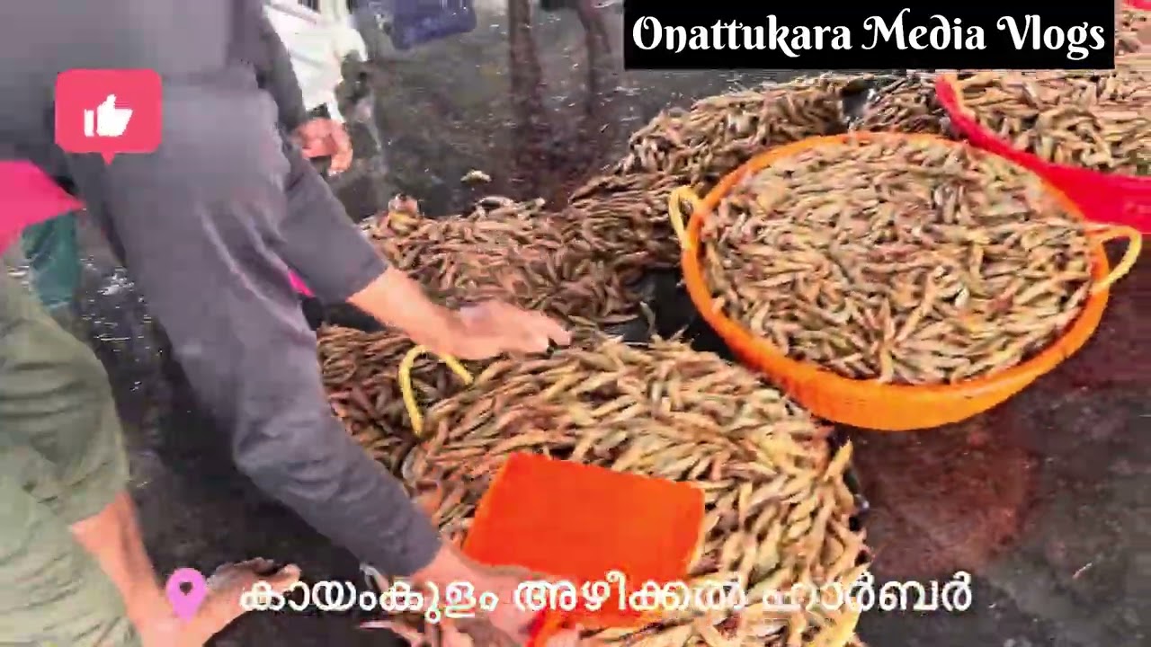 ചാകര കൊയ്ത്തു ഈ ട്രോളിങ് നിരോധന കാലത്തും |azheekal fishing harbour in kerala