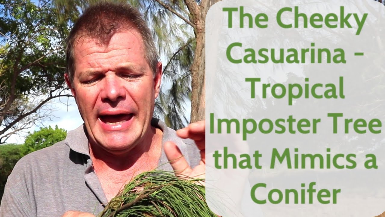 The Cheeky Casuarina - Tropical Imposter Tree that Mimics a Conifer