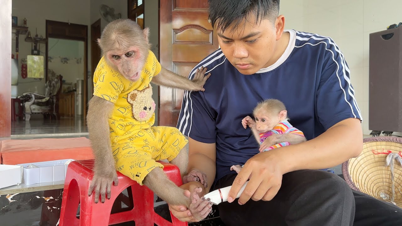 Dad's skillful hands help SinSin tidy up - So cute 🥰