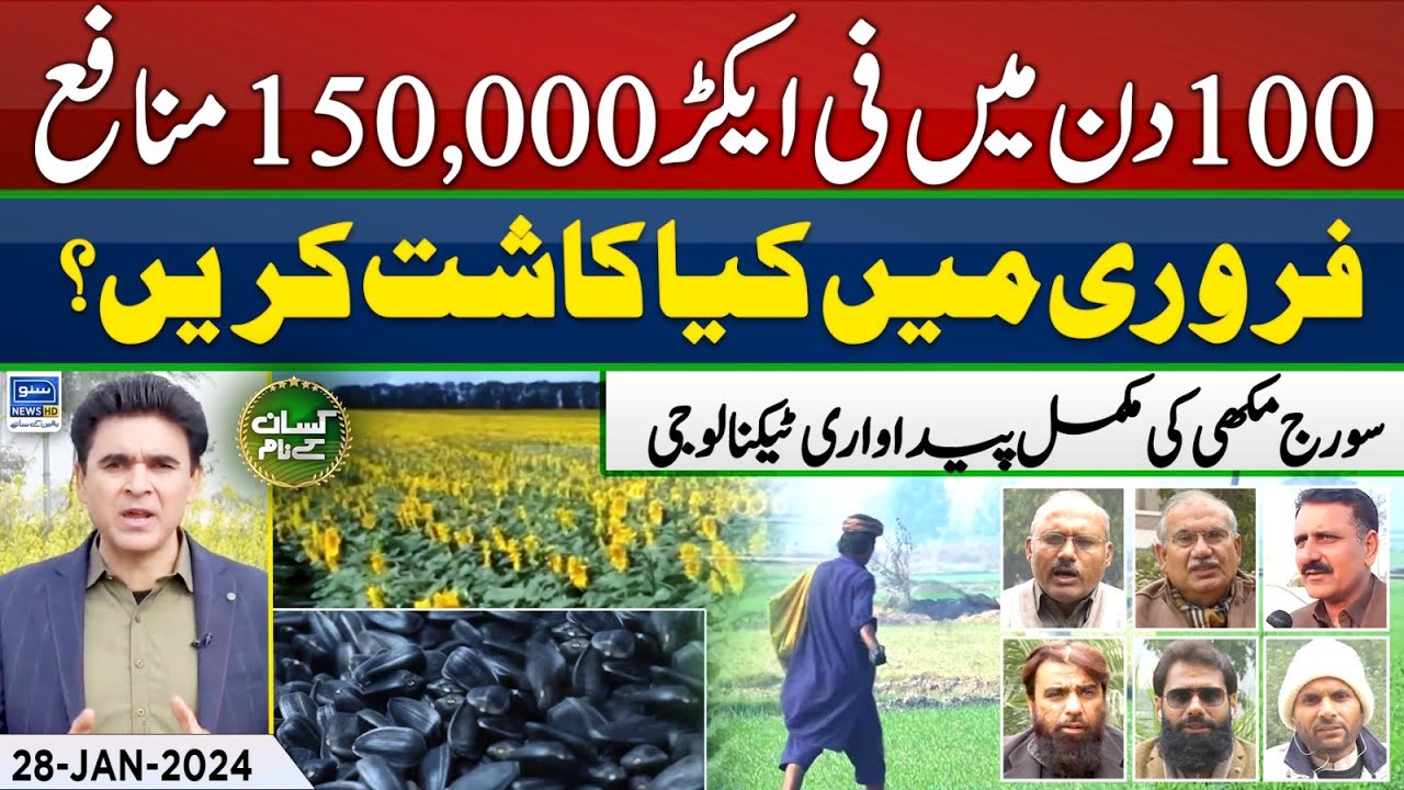 Sunflower production technology | Profitable crop | Kissan Kay Naam | EP 51 | 28 Jan 2024