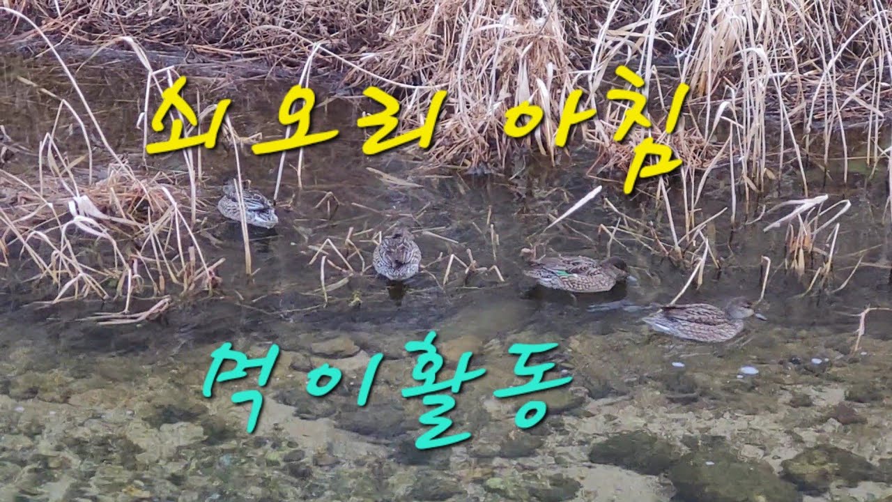 쇠오리 아침 먹이활동 