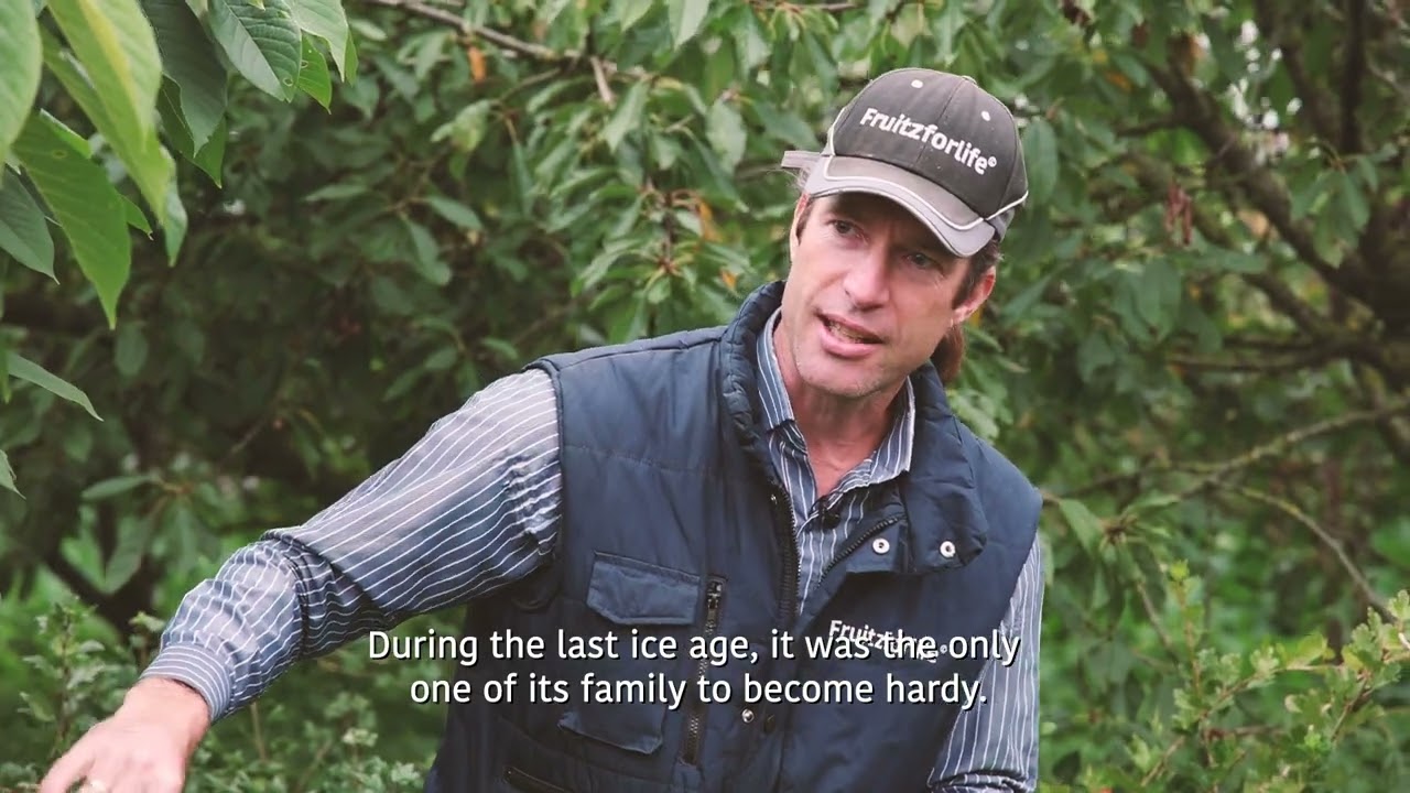 Agroforestry farm tour deel 10: Fruithof de Brand