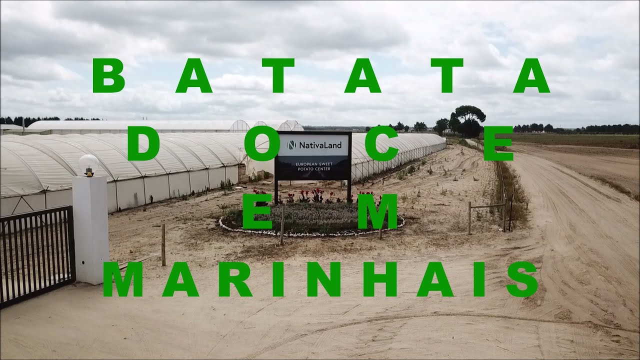 Batata doce em Marinhais
