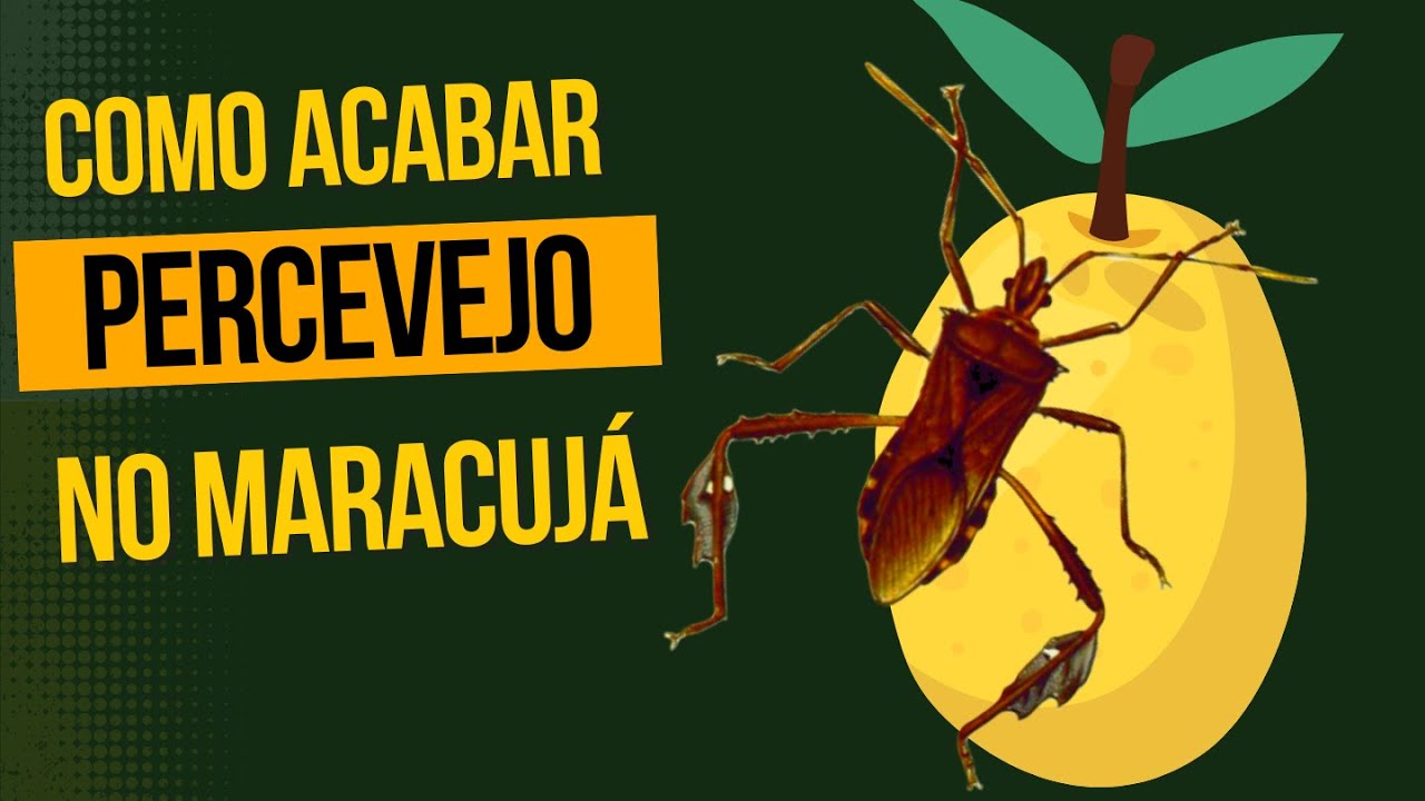 Como Acabar com o Percevejo do Maracujá
