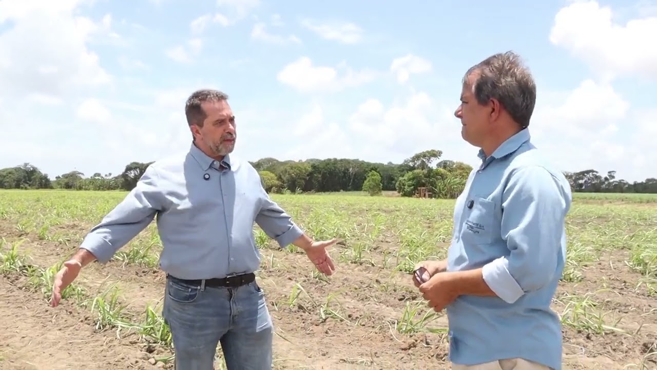 Usina realiza implantação de irrigação por gotejamento após o plantio de cana-de-açúcar