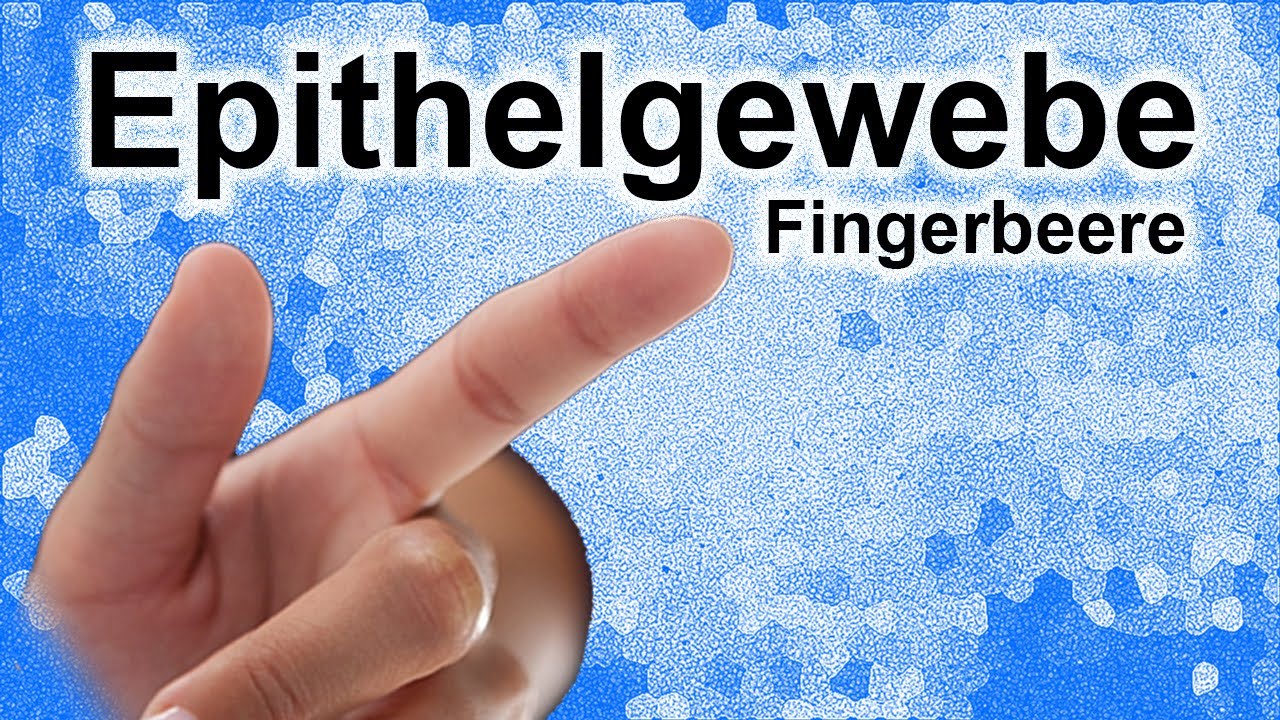 Epithelgewebe (Teil 3) - Fingerbeere