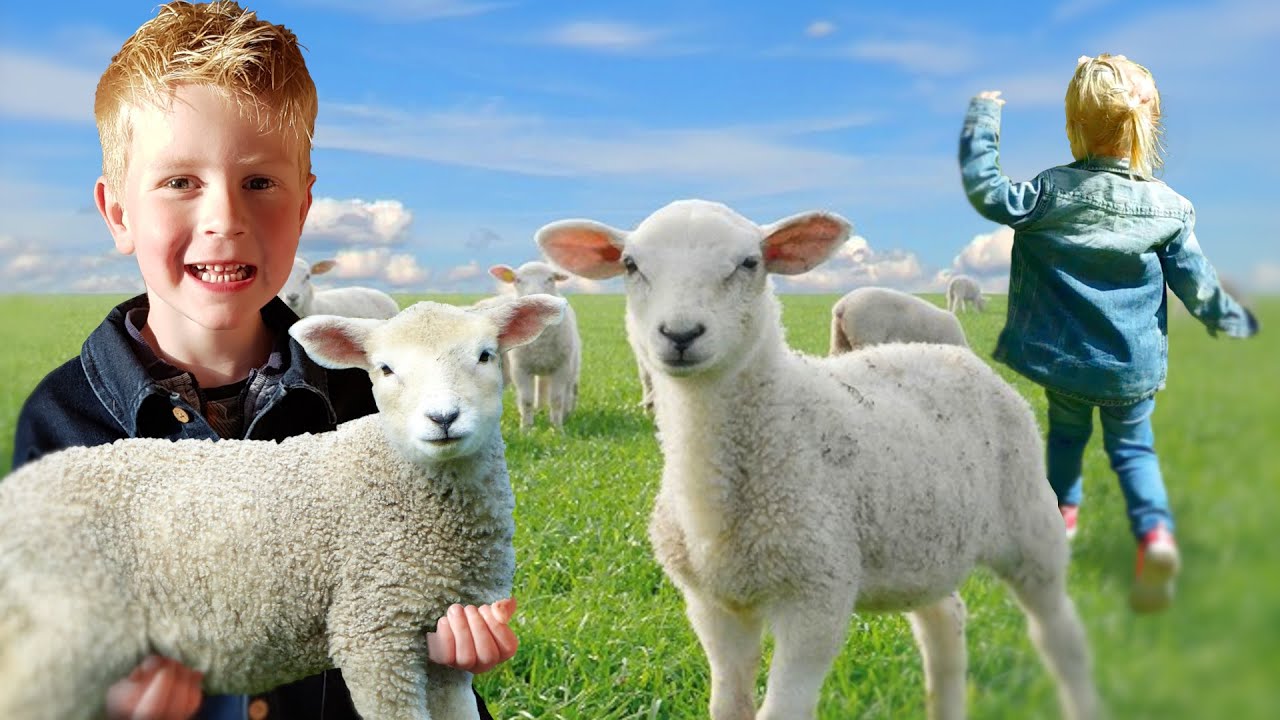 Lammetjes dag - Informatief Schapen Drijven-  ► skupkes ◄ Emiel