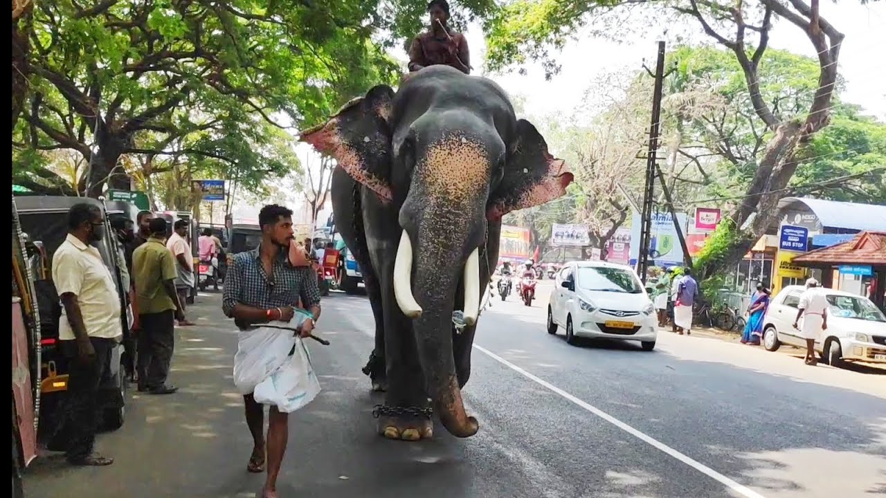 പപ്പാൻ്റെ ഒപ്പം ഓടുന്ന വിനായകൻ | Thottakkad Vinayakan Elephant Run With Mahout