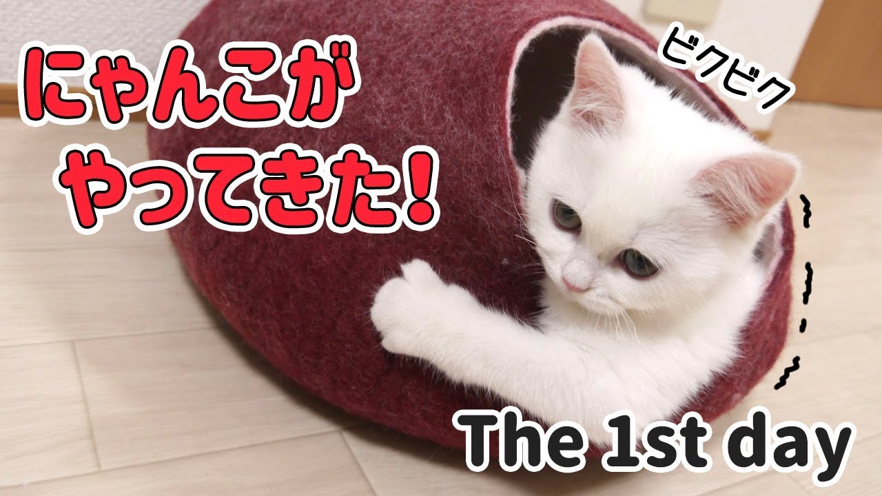 猫との生活のはじまり
