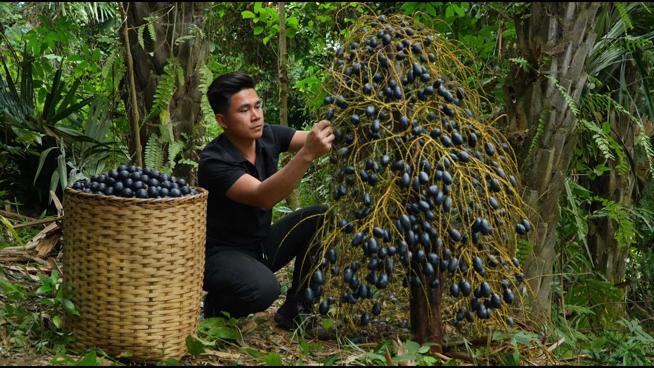 Chef leaves Harvesting wild palm fruit, making cakes, and cooking traditional dishes.