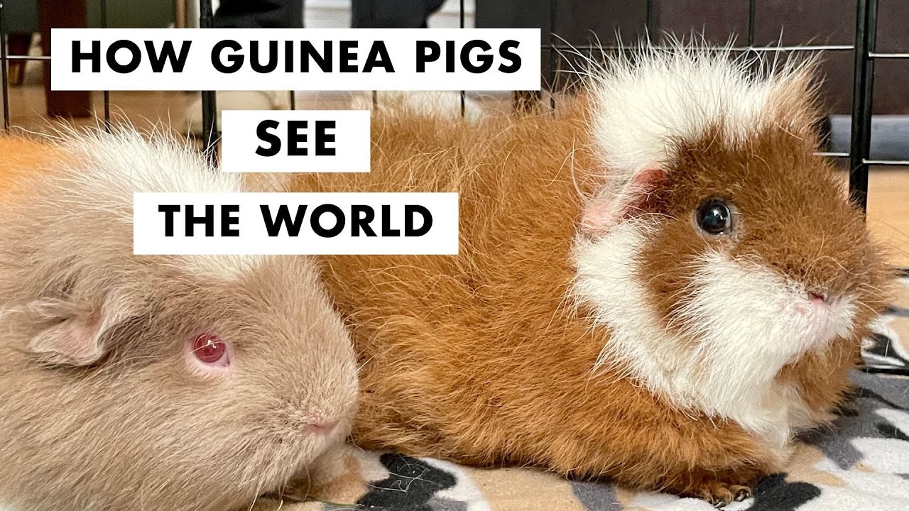 How Guinea Pigs See the World: What Do They Really See?