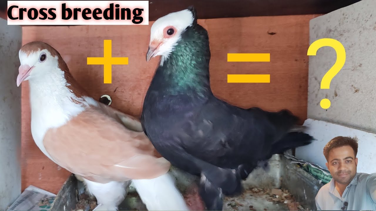 Fancy pigeon cross breeding results #viralvideo #trending