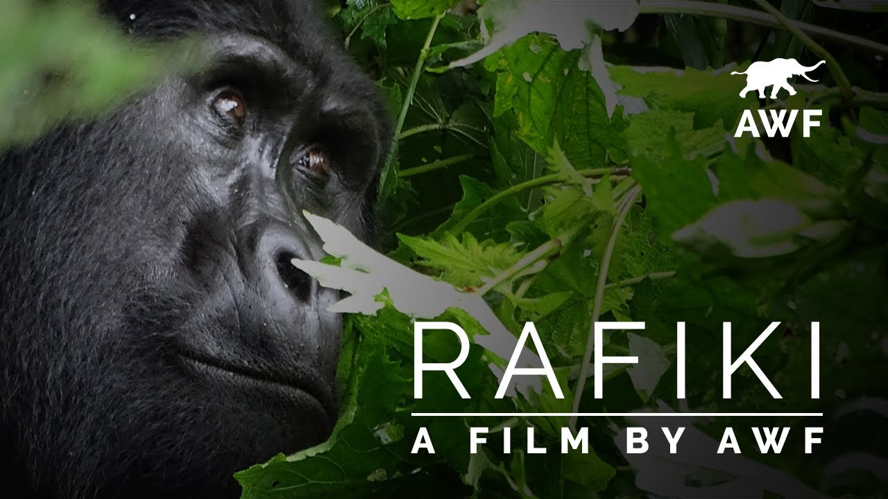 Rafiki: A Film by AWF