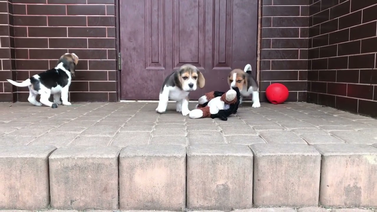 ROSA, RUMIA, RODON & RUBIN ex Cubile Lamia - 5 weeks.